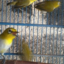 Tips Cara Ternak Burung Pleci Dengan Mudah Jurusan Peternakan