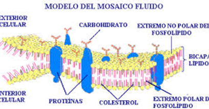 Biología Molecular: Mosaico fluido.