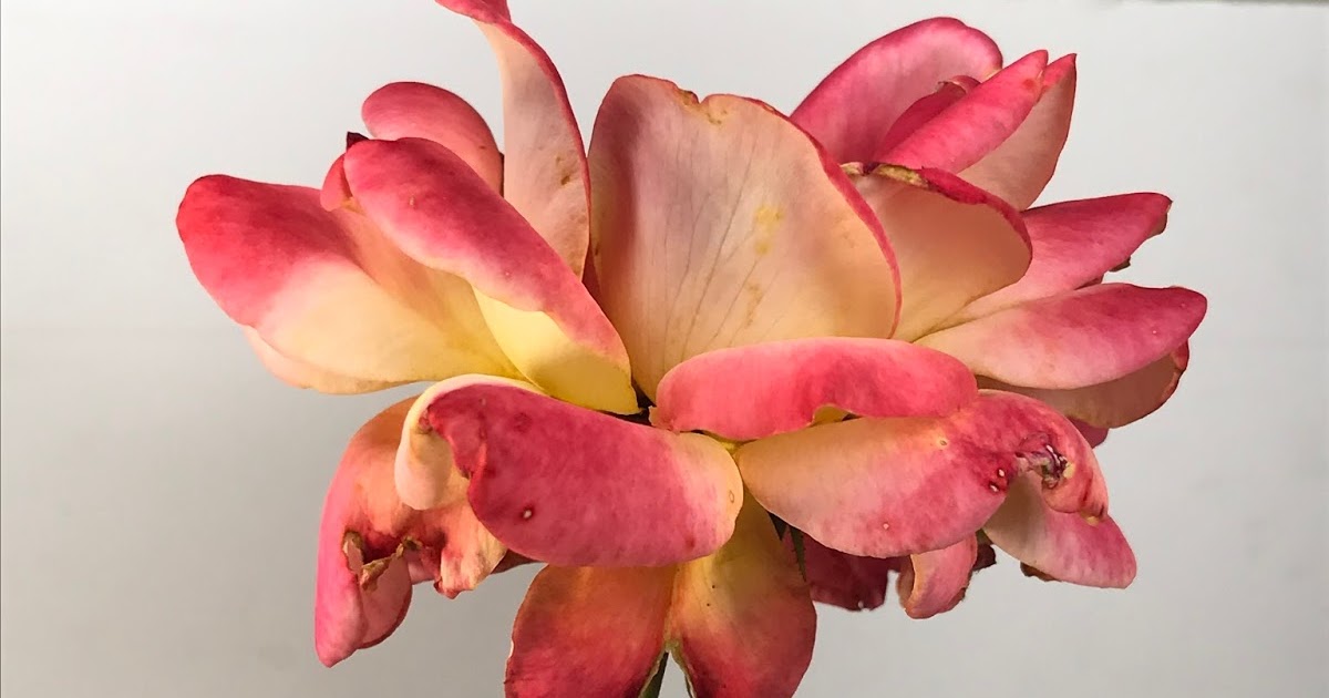 Lavender Lilly Dilly Dilly ROSE CLASS