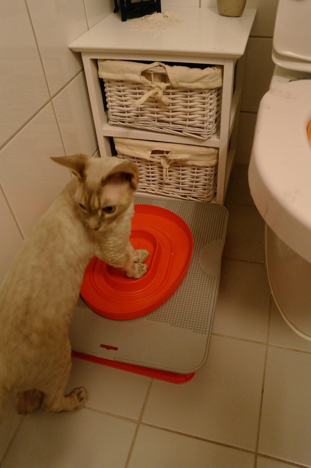 The Operacats Litter Kwitter experience