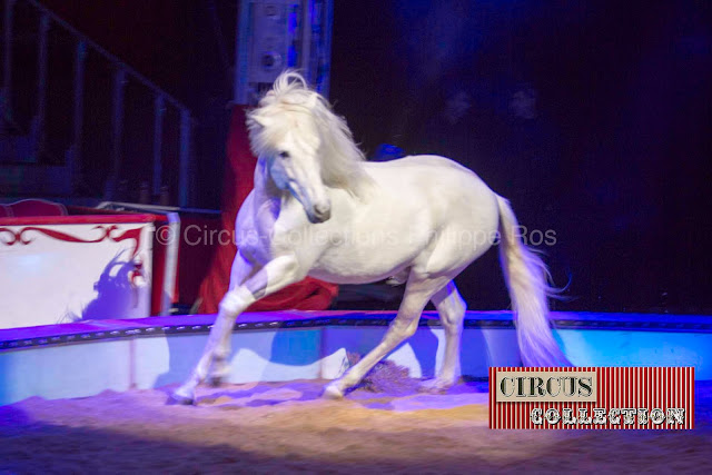 cheval blanc du cirque Nock