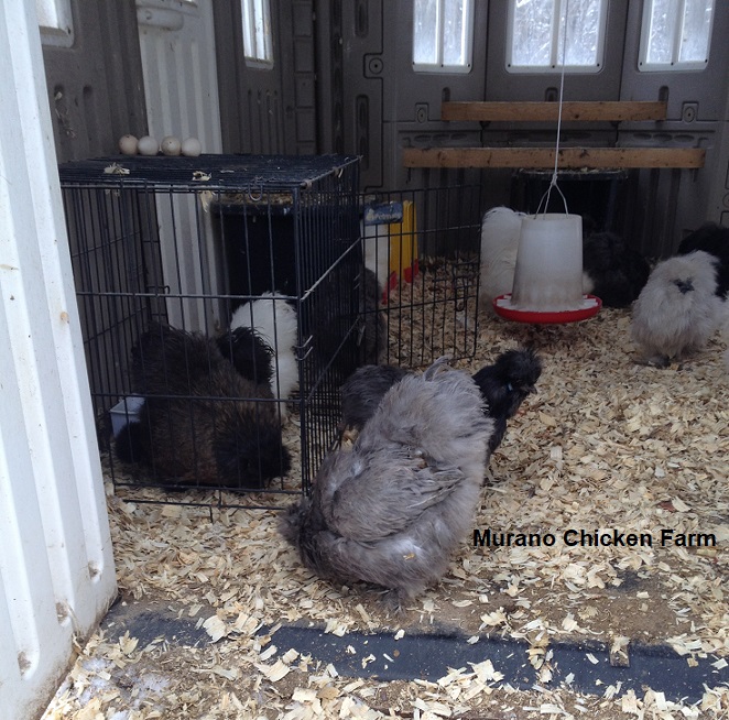 Caring for sick chickens the hospital cage Murano Chicken Farm