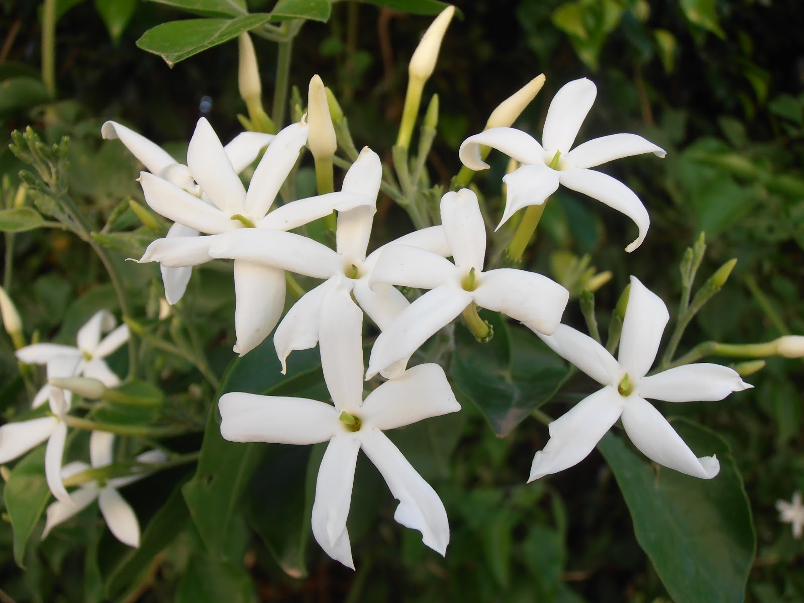 JAZMÍN DE LAS AZORES Jasminum azoricum Plantas rioMoros