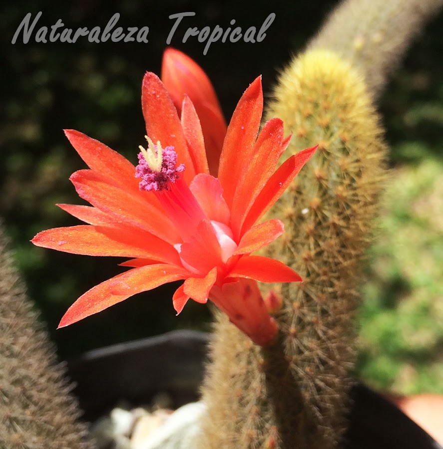 Detalles de la flor del cactus Cleistocactus winteri