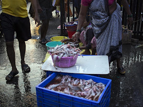 bombay duck, bombil, fish, sassoon docks, fish market, mumbai, india, street photo, bummalo, lizard fish, 