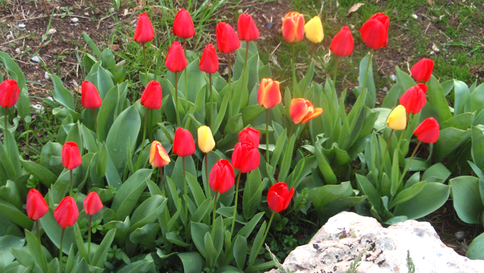 PLANTACIÓN Y CUIDADO DE BULBOS PRIMAVERALES. Tulipanes, narcisos, jacintos,  nazarenos…