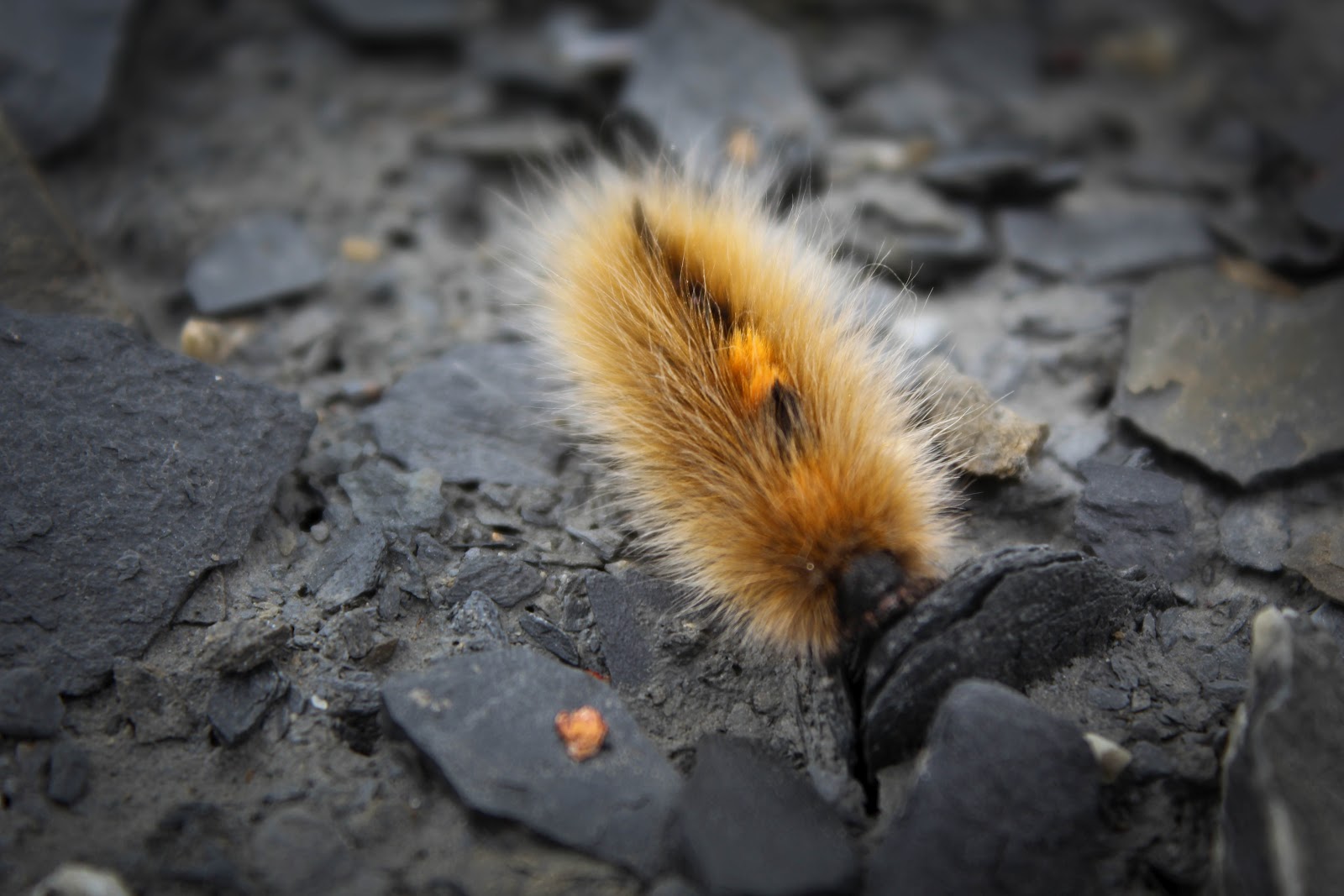 north of sixty The Wooly Bear