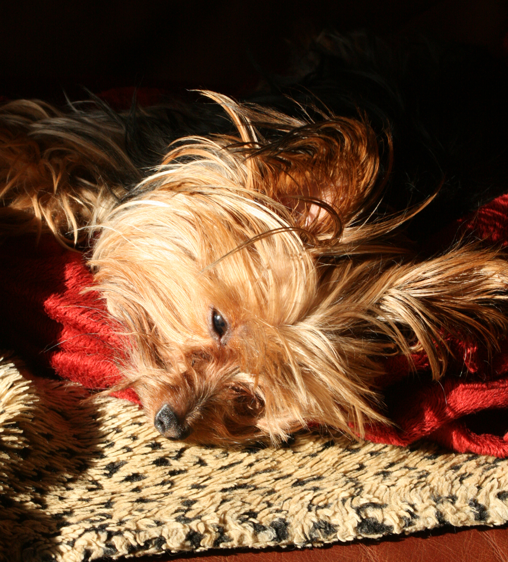 Miniature Yorkshire Terrier Time for a Yorkie Haircut