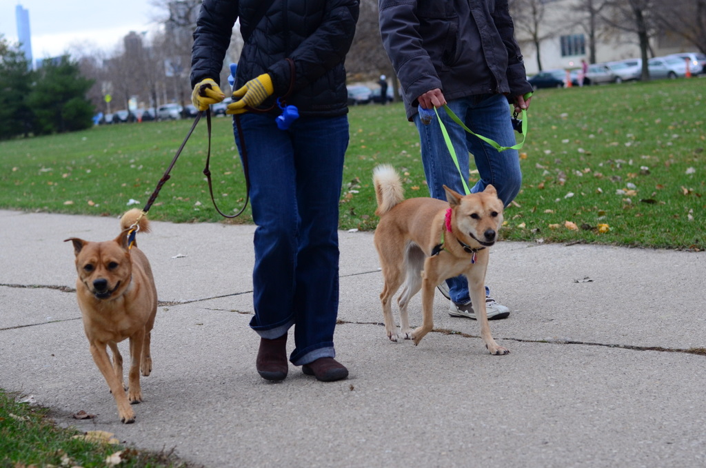 Two Pitties in the City City Dog Walking Two Dogs at the Same Time