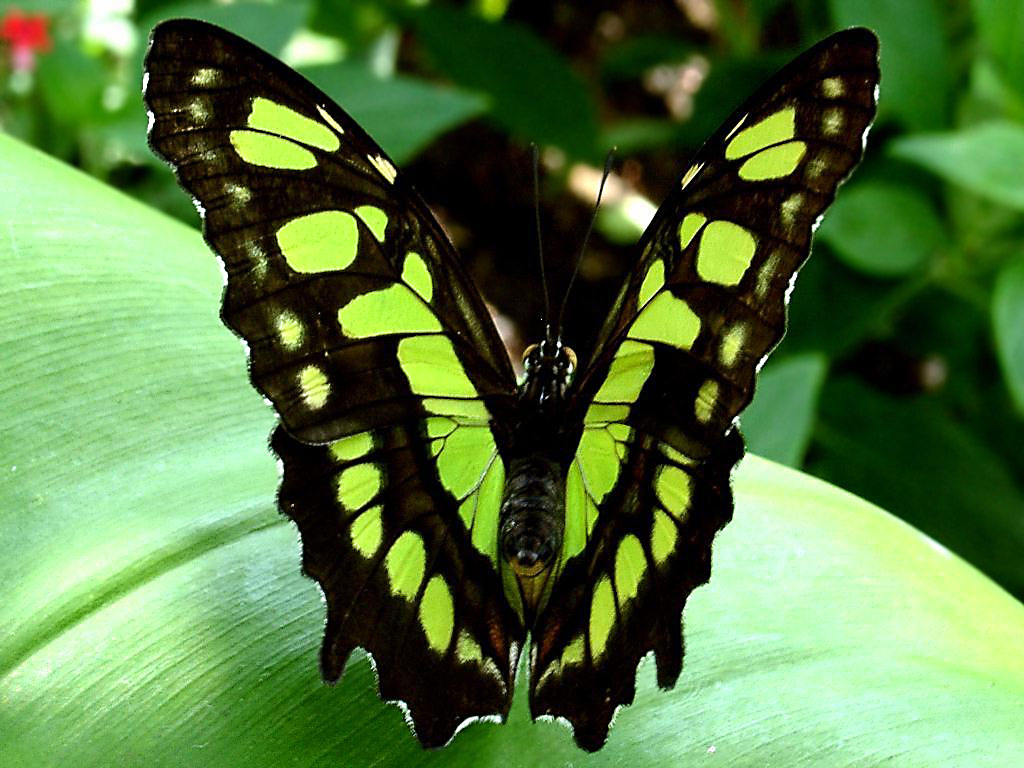 Черно зеленая бабочка. Тропические бабочки. Зеленая бабочка. Бабочка зеленая с черным. Бабочки зеленого цвета.