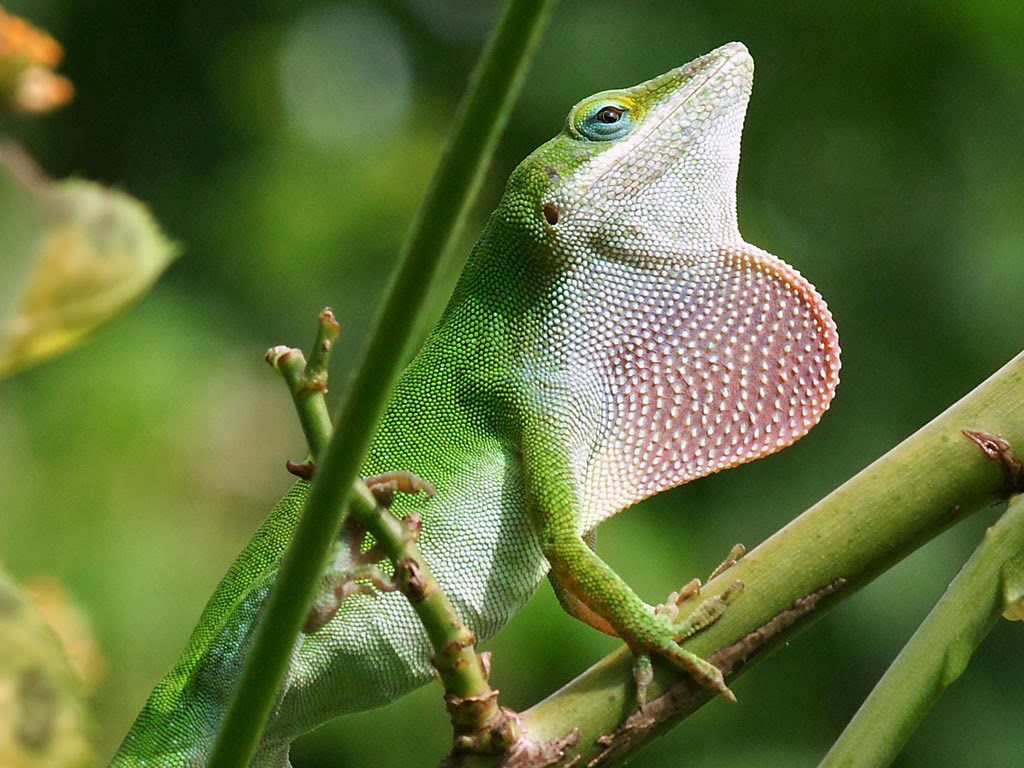 Lizard Blogspot beautiful Lizard wallpapers hd | Tops Wallpaper HD
