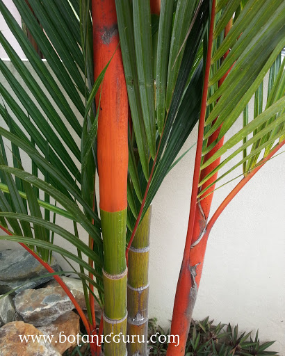 Cyrtostachys renda, Sealing Wax Palm, Lipstick Palm, Maharajah Palm