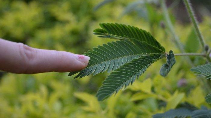 Gerak Pada Tumbuhan Dunia Sains