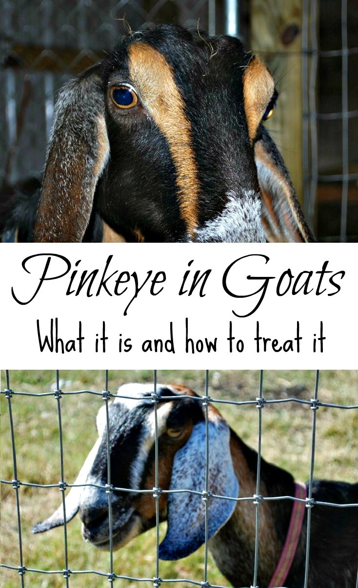 How to Recognize and Naturally Treat Pink Eye in Goats Oak Hill Homestead
