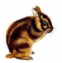 Welcome to Kerinci, a piece of heaven: Sumatran Stripped Rabbit ...