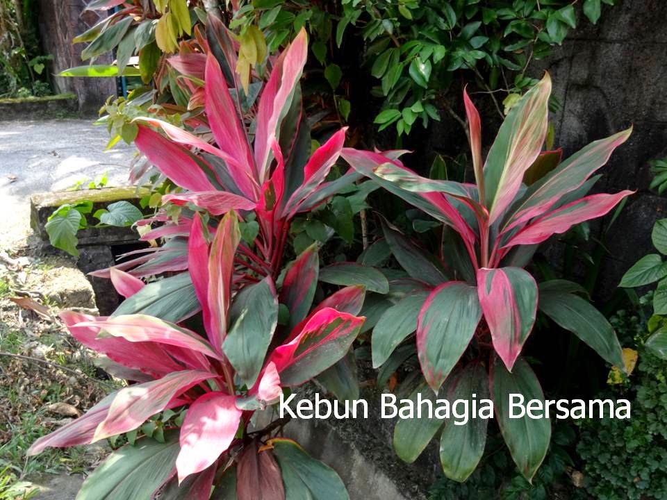 Kebun Bahagia Bersama Good Luck Plant