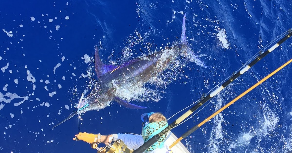 Maui Fishing Charters - Today's Fresh Catch: Pacific Blue Marlin Tagged