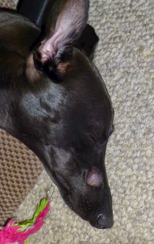 ingrown whisker dog ingrown whisker dog