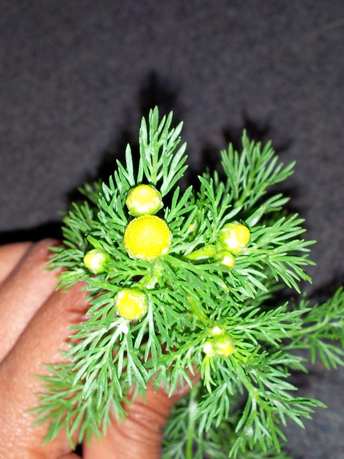 Musings of Musang Pineapple Weed aka Wild Chamomile, Matricaria discoidea