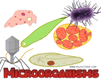 Class 8 – Science – Microorganisms – Friends or Foes (Worksheet) (#cbseNotes)