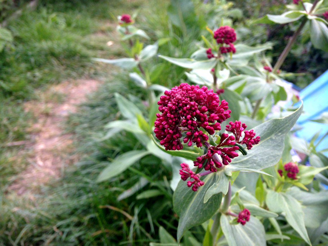 The Urban Veg Patch Red Valerian at the allotment The Urban Veg Patch Red Valerian at the allotment