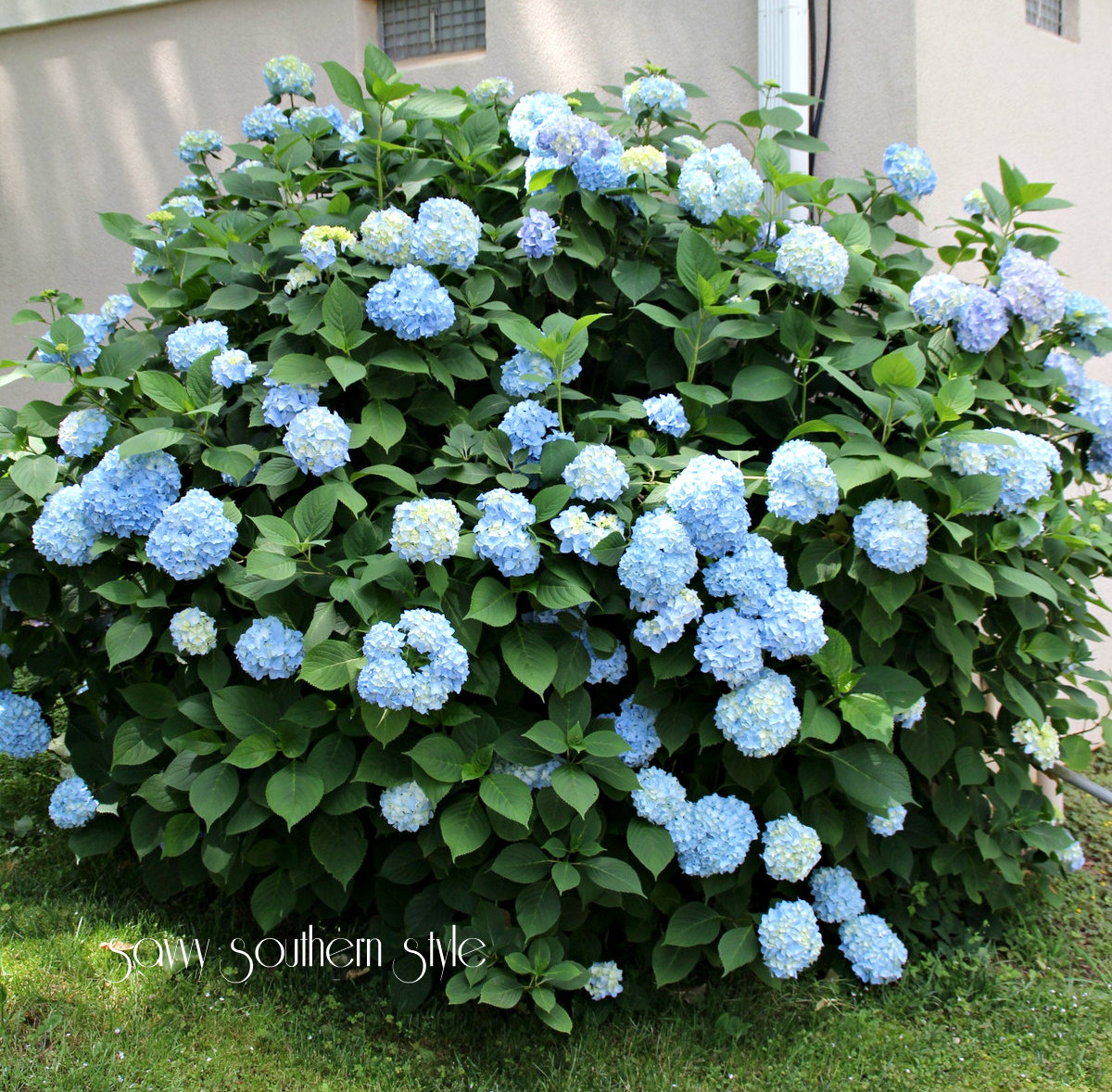 Growing With Plants True Blue It S True