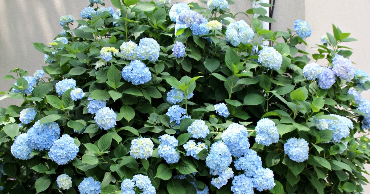 No Fail Tips For Turning Hydrangeas Blue