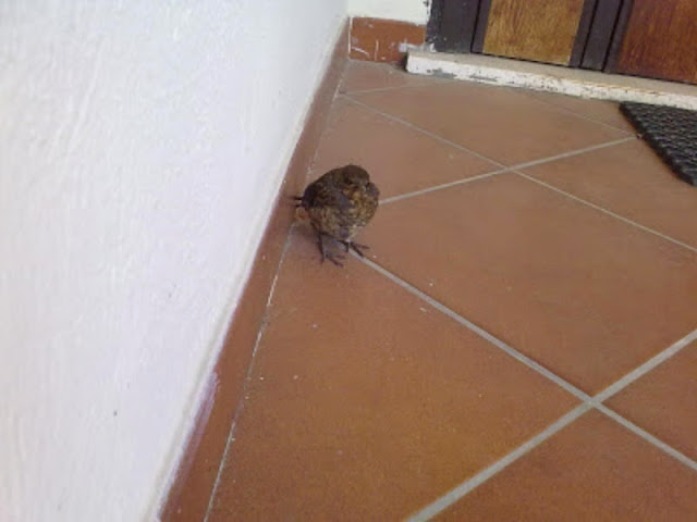 acqua e farinasississima Piripicchio