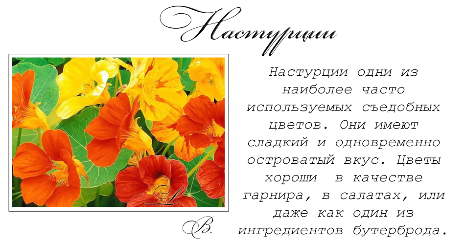 L.B.blog: ТОП-10 съедобных цветов: