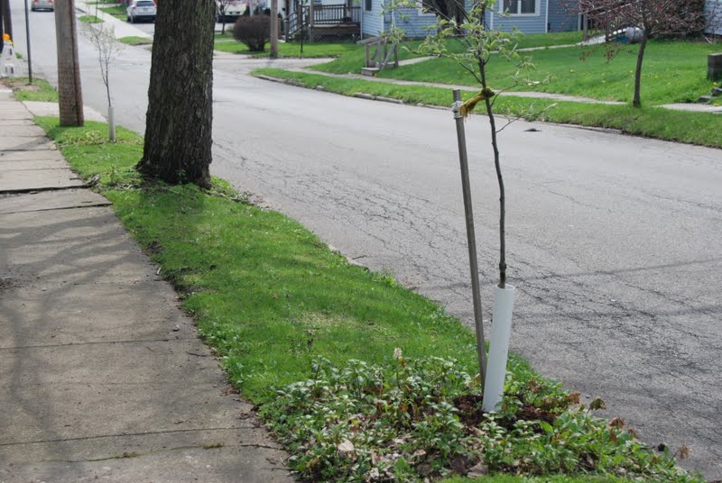 Wife, Mother, Gardener: Designing a Curb Strip Planting in Lieu of Lawn