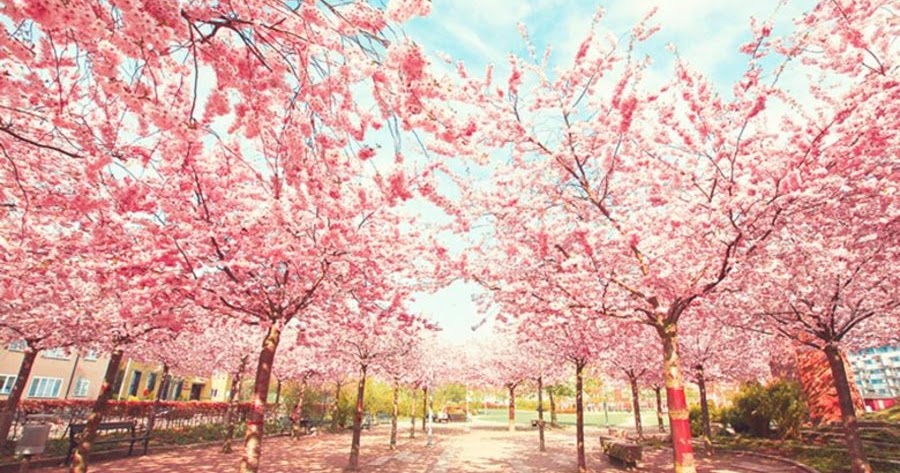 Inspirasi 23 Gambar Gapura Pramuka Terindah Paling Modern