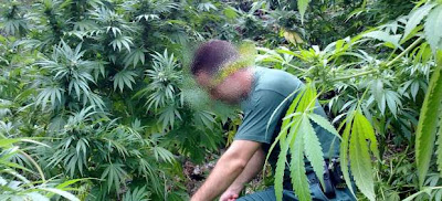 Científicos israelíes desarrollan una marihuana que no  Científicos israelíes desarrollan una marihuana que no