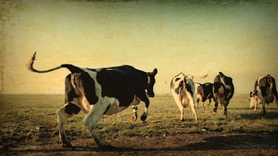 voorjaar koeien weiland