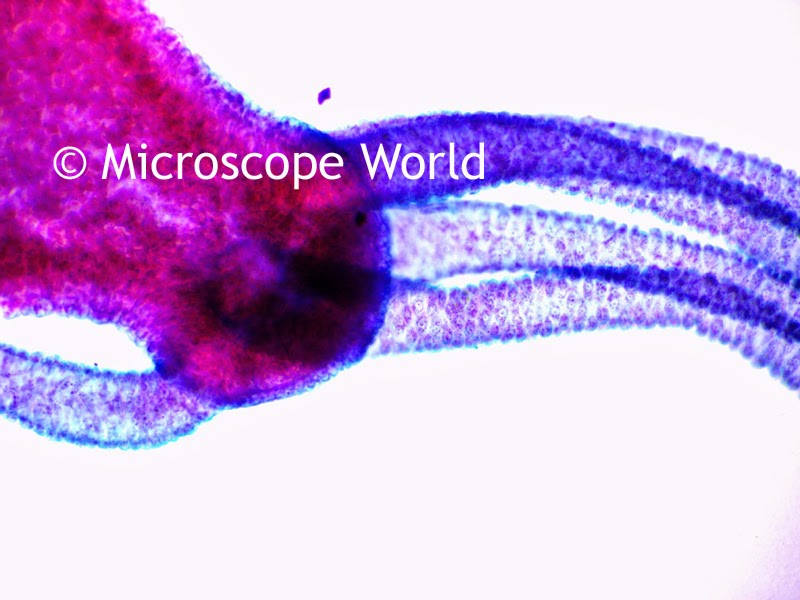 Hydra at 100x under microscope