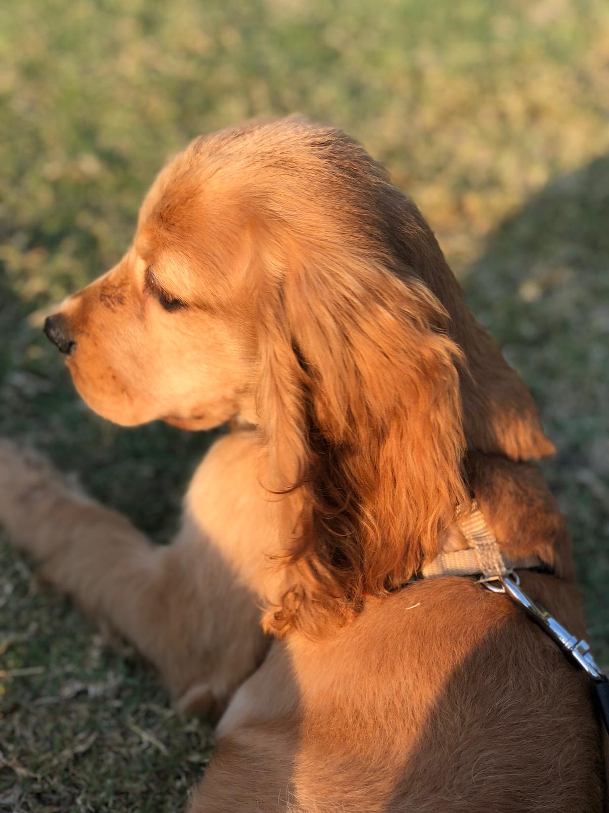 Aysegul Torgay Genetigiyle Oynanmis Kopek Cinsleri