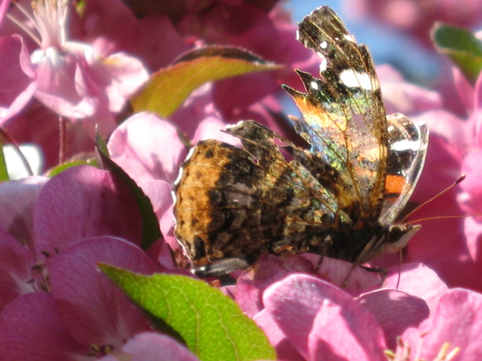 Garden Broad Minnesota Bugs