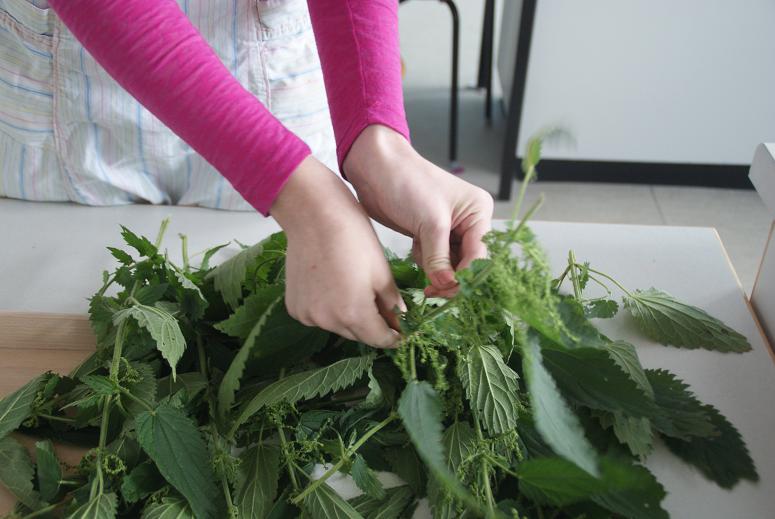 wild &amp; kostbar: Wildkräuterküche in der Schule