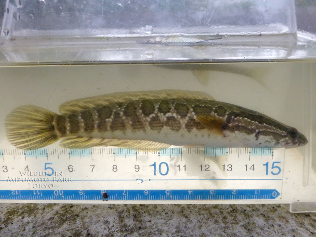 水元公園の生き物カムルチー(ライギョ) Northern Snakehead