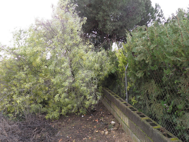 MIMOSA ARRANCADA POR EL VIENTO