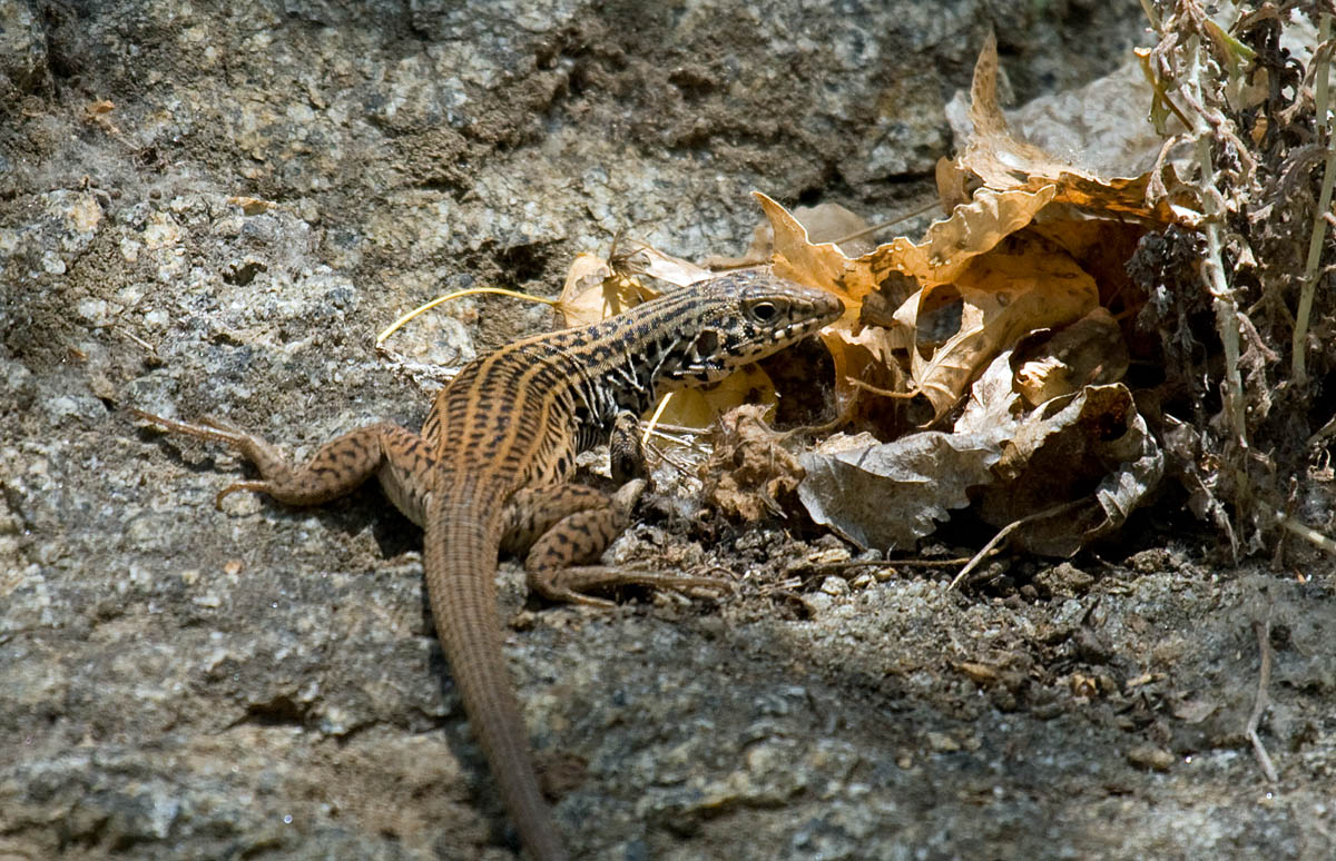 San Diego Alligator Lizard Greg in San Diego