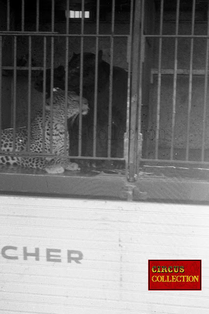 Les léopards du cirque Pinder  dans leurs roulotte cage à la ménagerie 