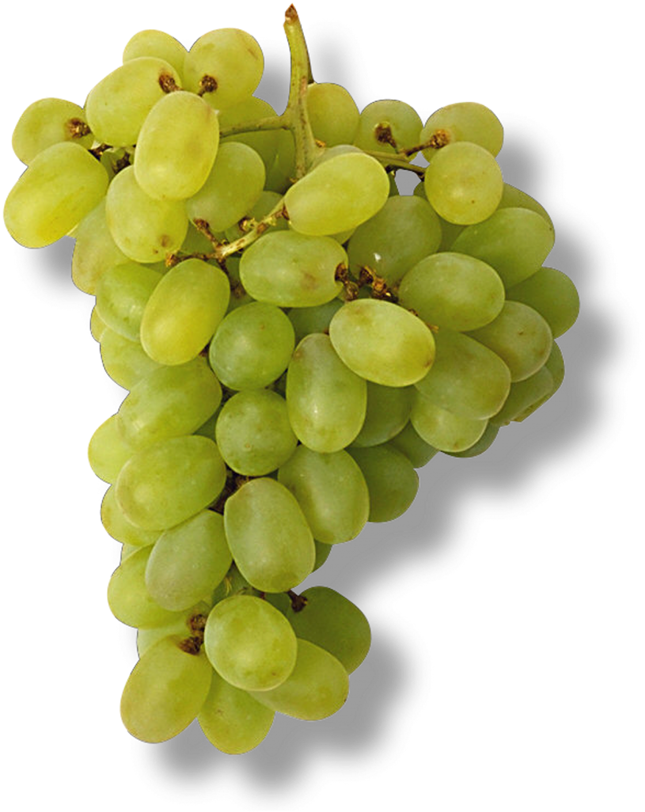 raisin vert Ericvisser raisin vert Ericvisser