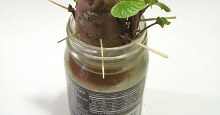 Rooting Sweet Potatoes for Planting