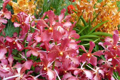Ogród Orchidei w Singapurze