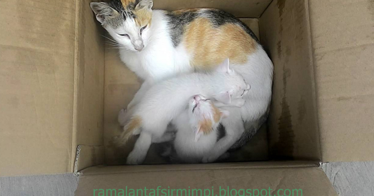 13 Arti Mimpi Lihat Kucing Melahirkan Menurut Primbon Jawa Ramalan Tafsir Mimpi 13 Arti Mimpi Lihat Kucing Melahirkan Menurut Primbon Jawa Ramalan Tafsir Mimpi