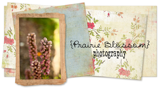 Prairie Blossom Photography