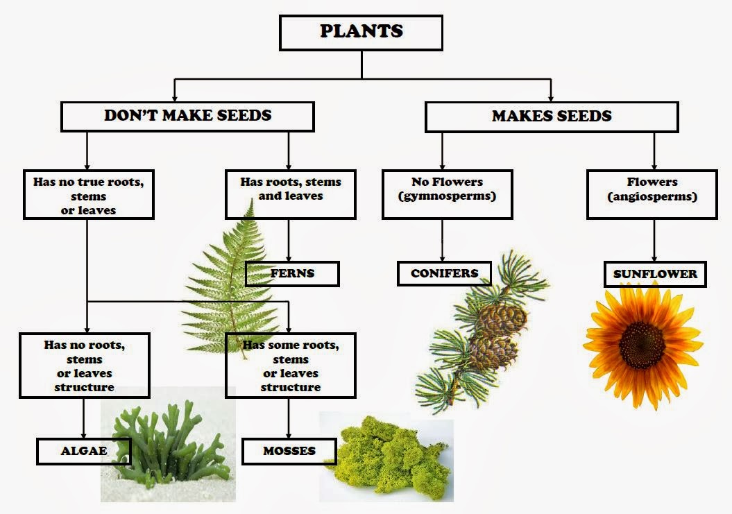 Классификация растений. Высшие растения. Иерархия растений. Царство растений схема.
