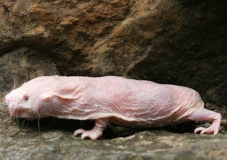 Ideal Ectoderm Of The Naked Mole Rat Gif