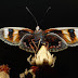 La bella gigante mariposa del Chagual