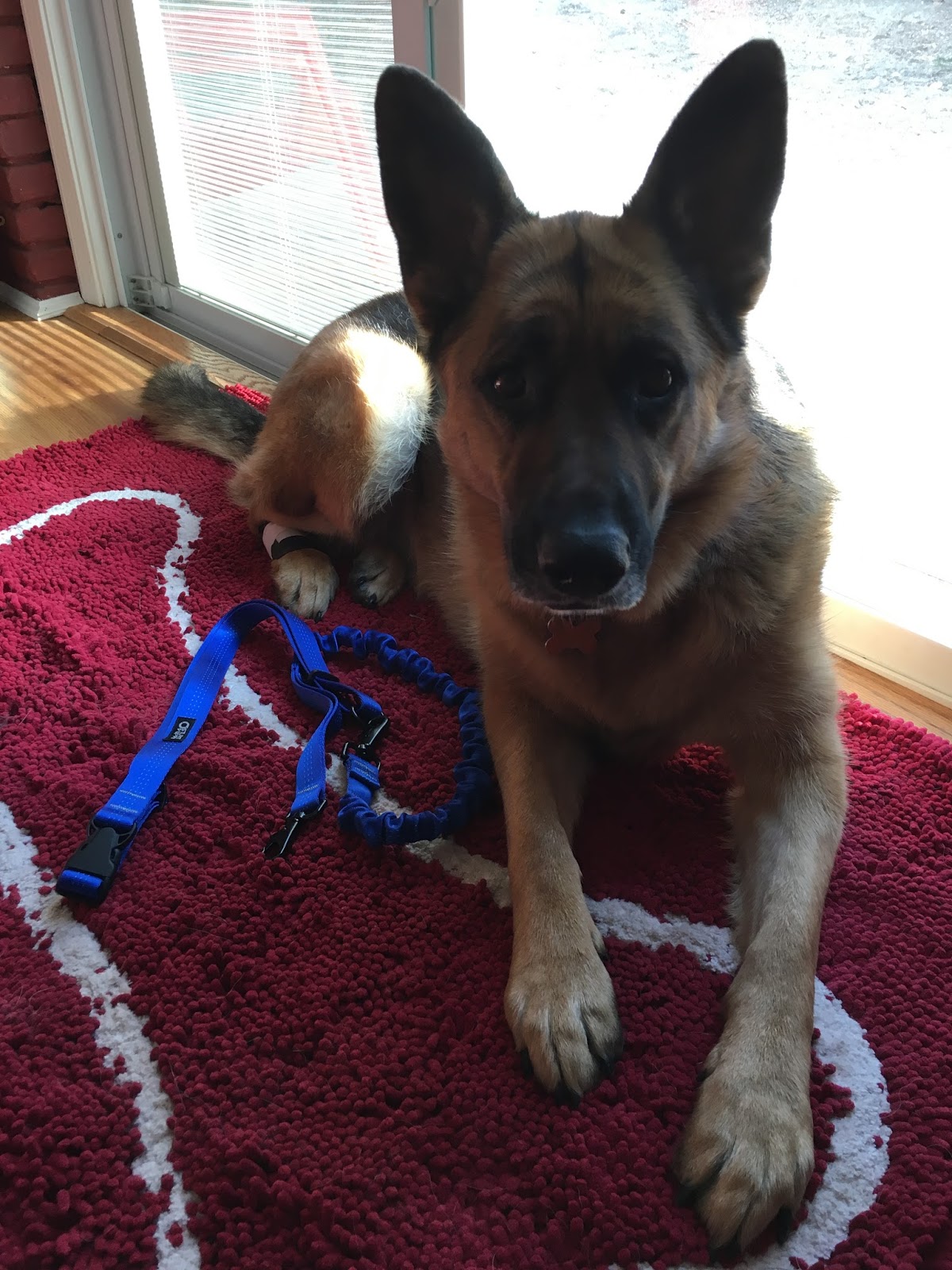 Run Jen Run BibRave Pro Product Review Stunt Puppy Stunt Runner